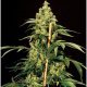 Jack Herer - THE BULLDOG SEEDS | TanieSianie.pl