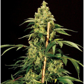 Jack Herer - THE BULLDOG SEEDS | TanieSianie.pl