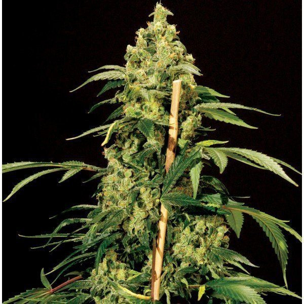 Jack Herer - THE BULLDOG SEEDS | TanieSianie.pl