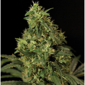 Northern Light - THE BULLDOG SEEDS | TanieSianie.pl