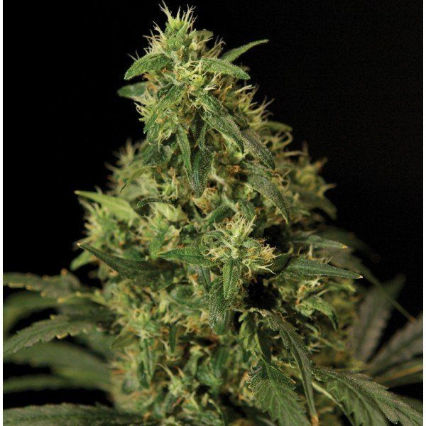 Northern Light - THE BULLDOG SEEDS | TanieSianie.pl