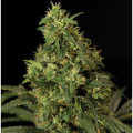 Northern Light - THE BULLDOG SEEDS