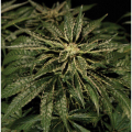 O.Z. Kush - THE BULLDOG SEEDS