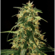 Silver Star Haze - THE BULLDOG SEEDS | TanieSianie.pl