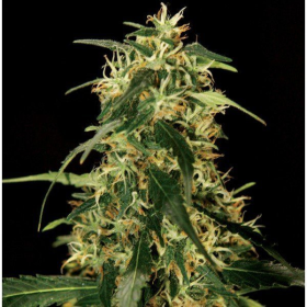 Silver Star Haze - THE BULLDOG SEEDS | TanieSianie.pl