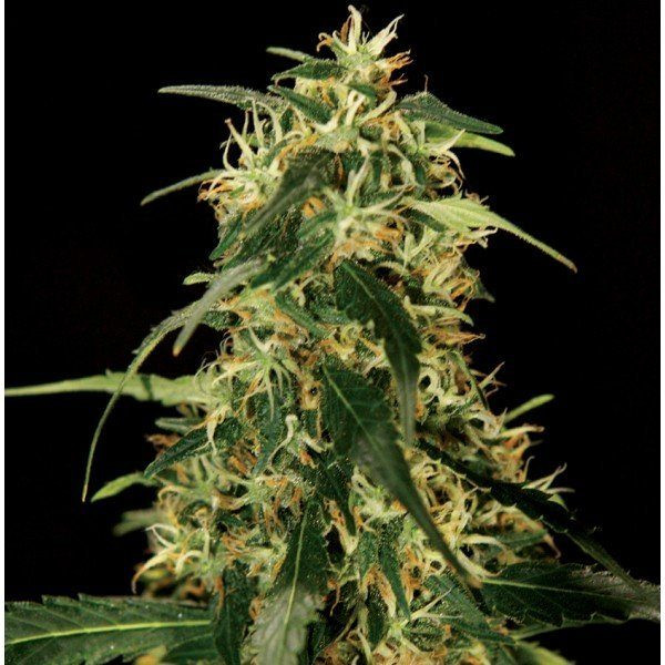 Silver Star Haze - THE BULLDOG SEEDS | TanieSianie.pl