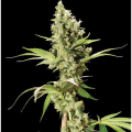 Sour Diesel - THE BULLDOG SEEDS