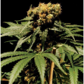 The Bulldog Haze - THE BULLDOG SEEDS