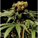 The Bulldog Chronic - THE BULLDOG SEEDS | TanieSianie.pl
