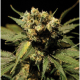 White Widow - THE BULLDOG SEEDS | TanieSianie.pl