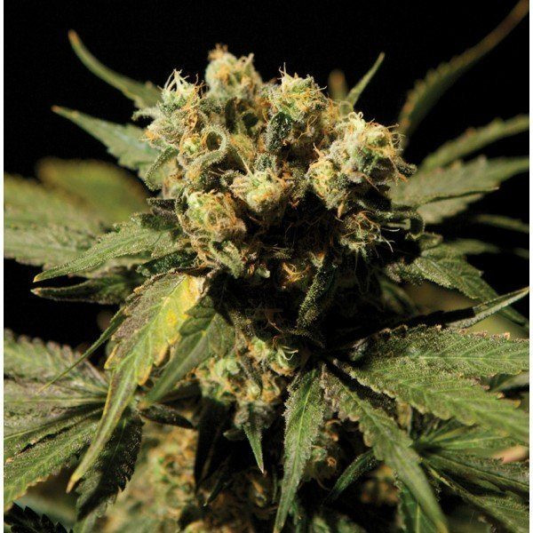 White Widow - THE BULLDOG SEEDS | TanieSianie.pl