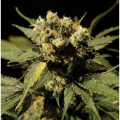 White Widow - THE BULLDOG SEEDS