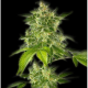 Autoflower Haze - THE BULLDOG SEEDS | TanieSianie.pl