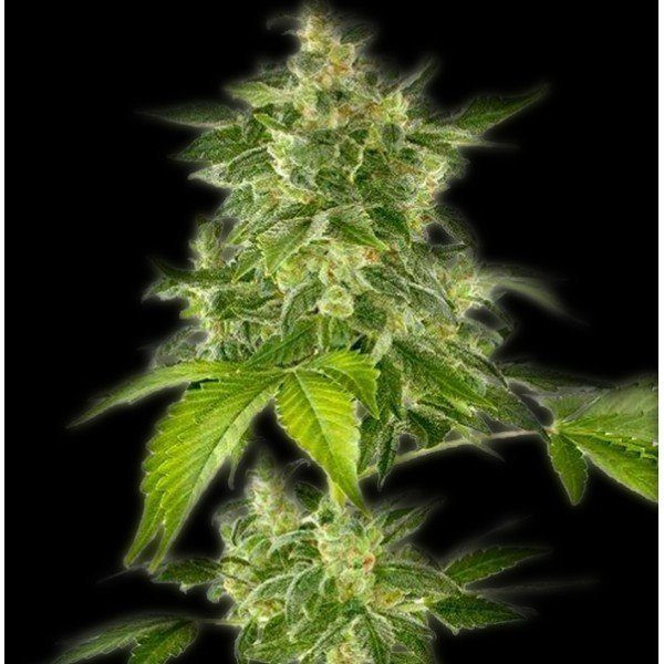 Autoflower Haze - THE BULLDOG SEEDS | TanieSianie.pl