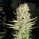 Lemon Kush - FEMALE SEEDS | TanieSianie.pl