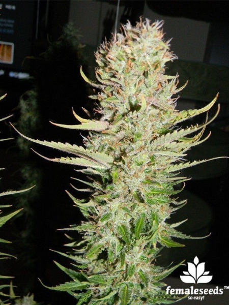Lemon Kush - FEMALE SEEDS | TanieSianie.pl