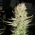 Lemon Kush - FEMALE SEEDS