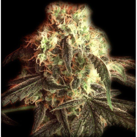 Fast Ryder I - THE BULLDOG SEEDS | TanieSianie.pl