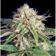 Fast Ryder II - THE BULLDOG SEEDS | TanieSianie.pl