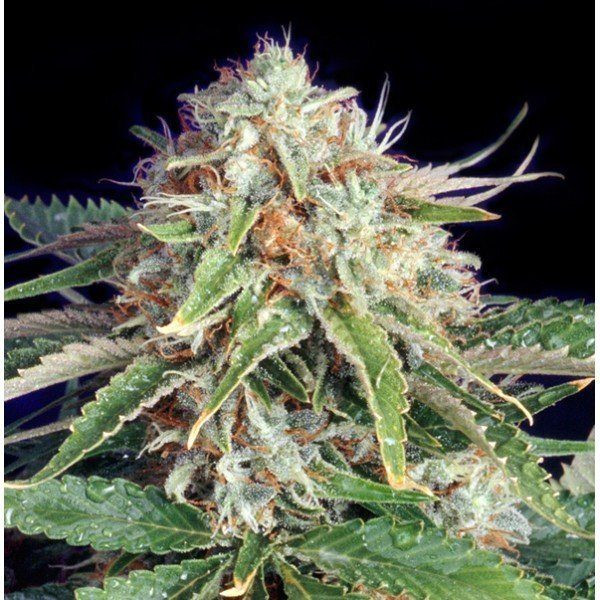 Fast Ryder II - THE BULLDOG SEEDS | TanieSianie.pl