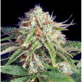 Fast Ryder II - THE BULLDOG SEEDS
