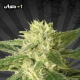 Auto #1 - AUTO SEEDS | TanieSianie.pl