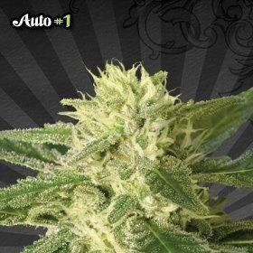Auto #1 - AUTO SEEDS | TanieSianie.pl
