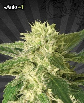 Auto #1 - AUTO SEEDS | TanieSianie.pl