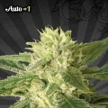Auto #1 - AUTO SEEDS
