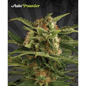 Auto Pounder - AUTO SEEDS | TanieSianie.pl