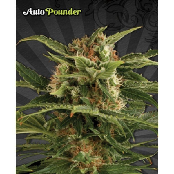 Auto Pounder - AUTO SEEDS | TanieSianie.pl