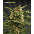 Auto Pounder - AUTO SEEDS