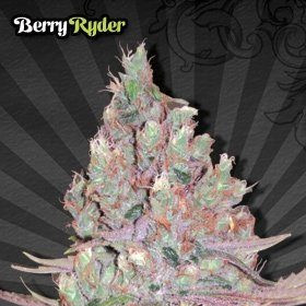 Berry Ryder - AUTO SEEDS | TanieSianie.pl