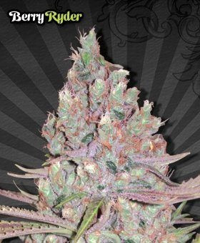Berry Ryder - AUTO SEEDS | TanieSianie.pl