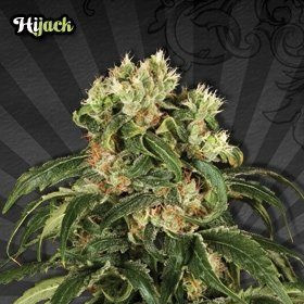 Hijack - AUTO SEEDS | TanieSianie.pl