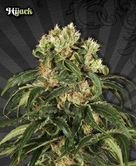 Hijack - AUTO SEEDS | TanieSianie.pl