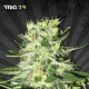 MIG-29 - AUTO SEEDS | TanieSianie.pl