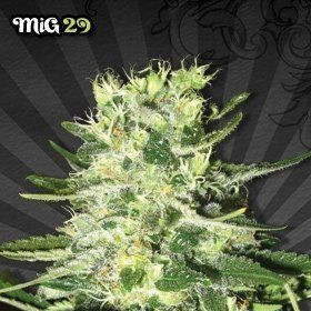 MIG-29 - AUTO SEEDS | TanieSianie.pl