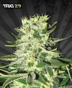 MIG-29 - AUTO SEEDS | TanieSianie.pl