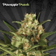 Pineapple Punch - AUTO SEEDS | TanieSianie.pl