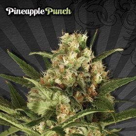 Pineapple Punch - AUTO SEEDS | TanieSianie.pl