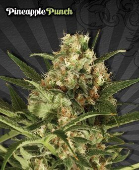 Pineapple Punch - AUTO SEEDS | TanieSianie.pl