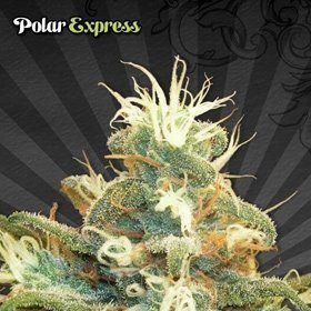 Polar Express - AUTO SEEDS | TanieSianie.pl