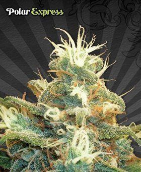 Polar Express - AUTO SEEDS | TanieSianie.pl