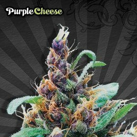 Purple Stilton - AUTO SEEDS | TanieSianie.pl