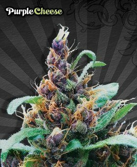 Purple Stilton - AUTO SEEDS | TanieSianie.pl