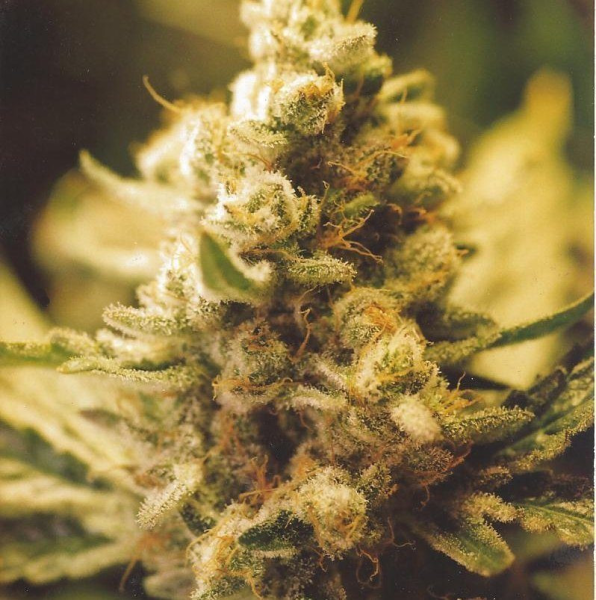 Lemon Kush - FEMALE SEEDS | TanieSianie.pl