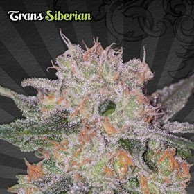 Trans Siberian - AUTO SEEDS | TanieSianie.pl