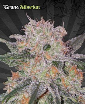 Trans Siberian - AUTO SEEDS | TanieSianie.pl
