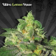 Ultra Lemon Haze - AUTO SEEDS | TanieSianie.pl
